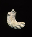 Lopha falcata (Morton, 1827)