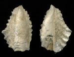 Lopha semiplana (Sowerby, 1828)