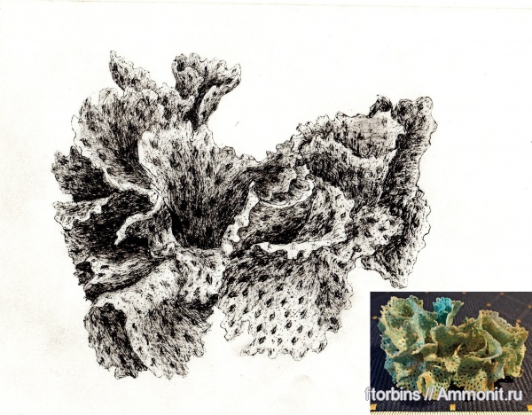 карбон, мшанки, палеоарт, Bryozoa