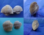 Choristites mosquensis из Ступинского района