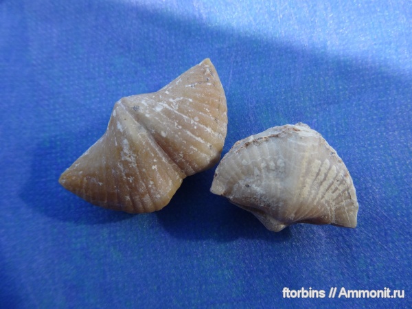 брахиоподы, Brachythyrina, Brachythyrina kleini
