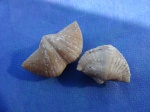 Brachythyrina kleini