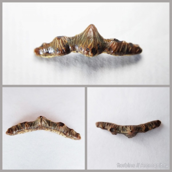 мел, зубы, Polyacrodus, Шацк