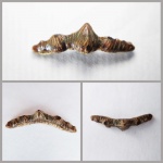 Polyacrodus