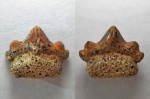 Polyacrodus