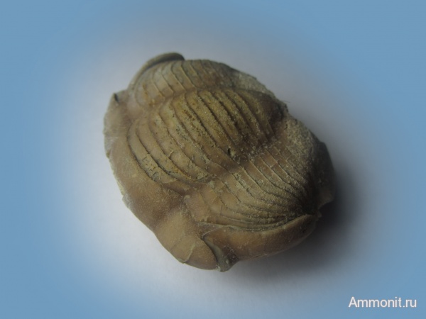 трилобиты, ордовик, Вильповицы, Illaenus sinuatus, Corynexochida