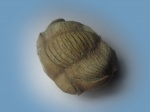 Corynexochida Illaenus sinuatus Holm