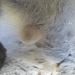 Морской еж в скале 3