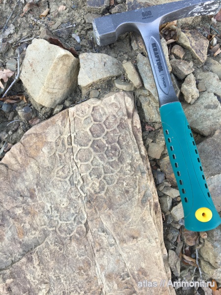 Paleodictyon