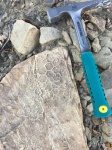 Paleodictyon
