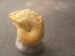 Аммонит Phyllopachyceras cataschiense.