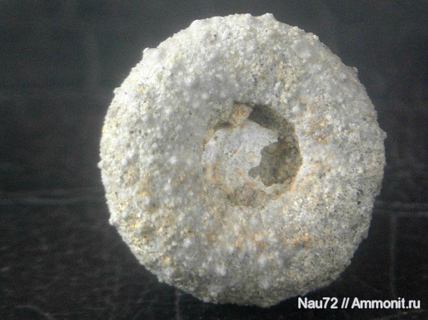 морские ежи, Крым, готерив, Phymosoma, нижний готерив