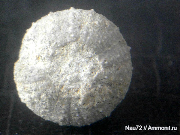 морские ежи, Крым, готерив, Phymosoma, нижний готерив