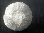 Phymosoma