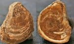 Помогите пожалуйста определить   (Inoceramus?)