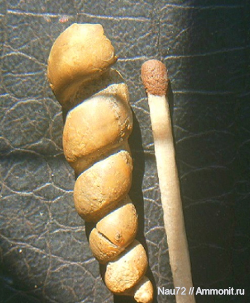 гастроподы, Крым, готерив, Turritella, Pseudomelania, Pseudomelania jaccardi