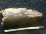 Duvalia Lata