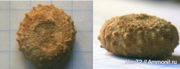 морские ежи, Крым, готерив, Phymosoma, нижний готерив