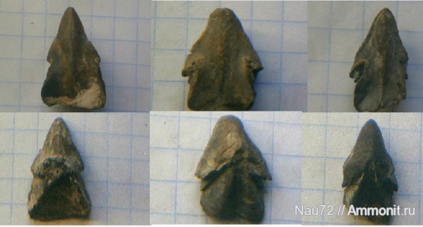 Крым, апт, ринхолиты, Hadrocheilus