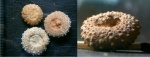 Phymosoma