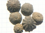 одиночные кораллы Discocyathus radians var. laticonica Kotovic и Scleretaria Fungia (?)