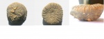 одиночный коралл Actinastraea