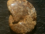 Euphylloceras ponticuli