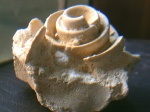 Strombus sp.в окружении нуммулитов