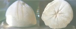 Conoclypus conoideus