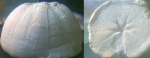 Conoclypus conoideus