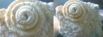 Strombus sp.