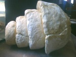 гастропода Cerithium