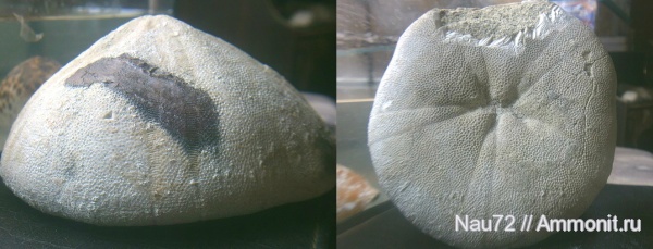 морские ежи, эоцен, Крым, Conoclypus, Conoclypus conoideus