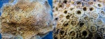 колониальный коралл
