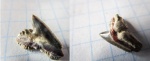 зуб акулы Physogaleus