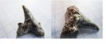 зуб акулы Striatolamia macrota