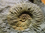 Аммонит Dalmasiceras tauricum
