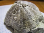 Echinocorys