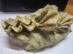 agerostrea lunata,