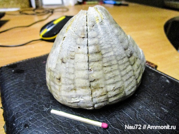 маастрихт, Крым, верхний мел, Echinocorys