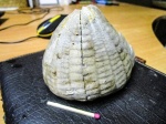 Echinocorys