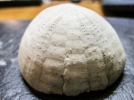 малыш-Echinocorys
