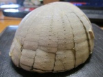 морской еж Echinocorys