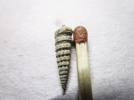 гастропода Aptyxiella sp.