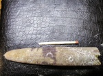 Belemnitella mucronata