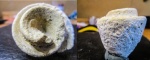 Strombus sp.