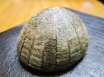морской еж Echinocorys