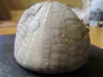 морской еж Echinocorys