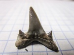 зуб  Isurolamna affinis