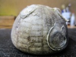 морской еж Echinocorys  с обрастателями